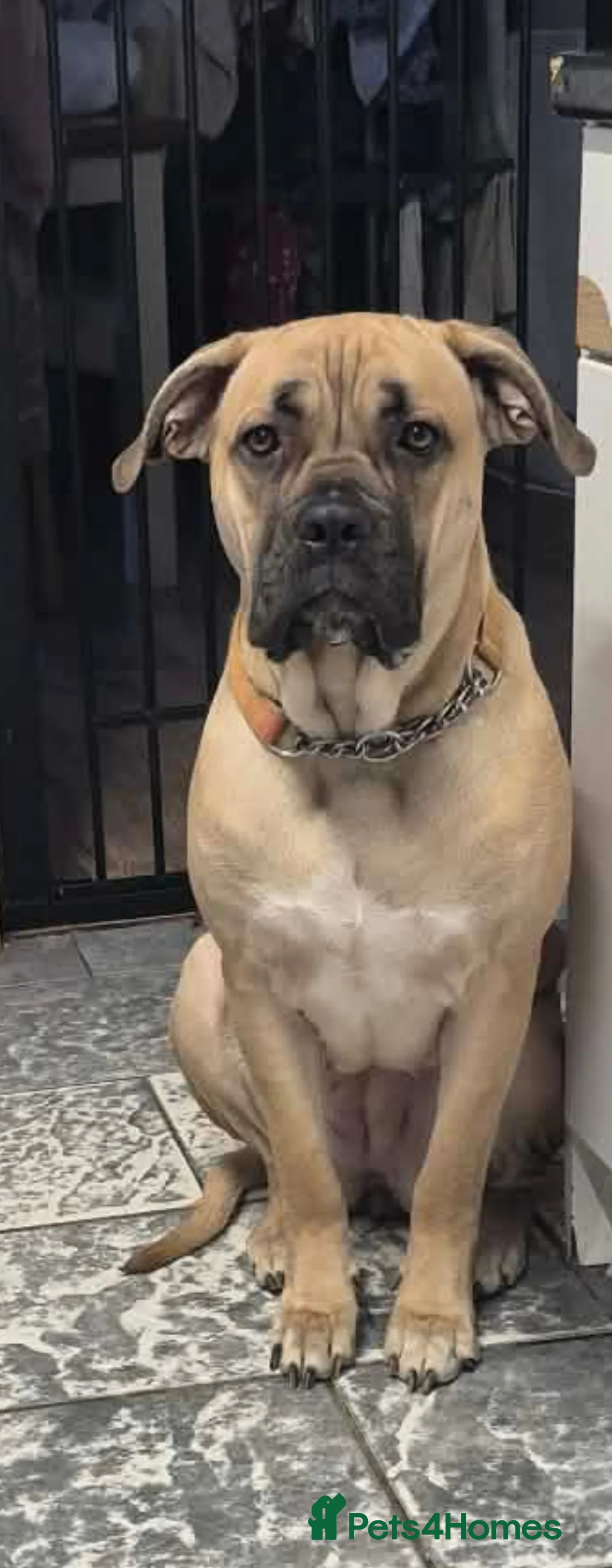 Cane Corso dogs for sale: Nearly 2 year old corso girl - Advert 1