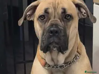 Cane Corso dogs Nearly 2 year old corso girl - Advert 14
