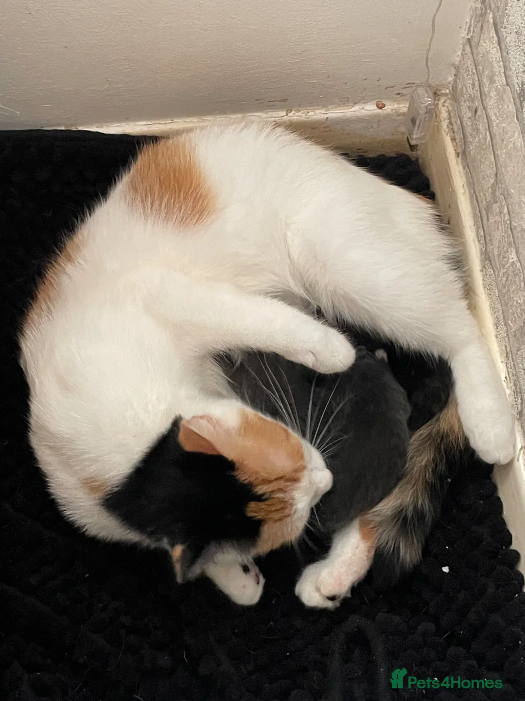 Mixed Breed cats for sale: 3 kittens looking for there forever home…………………….. - Advert 2