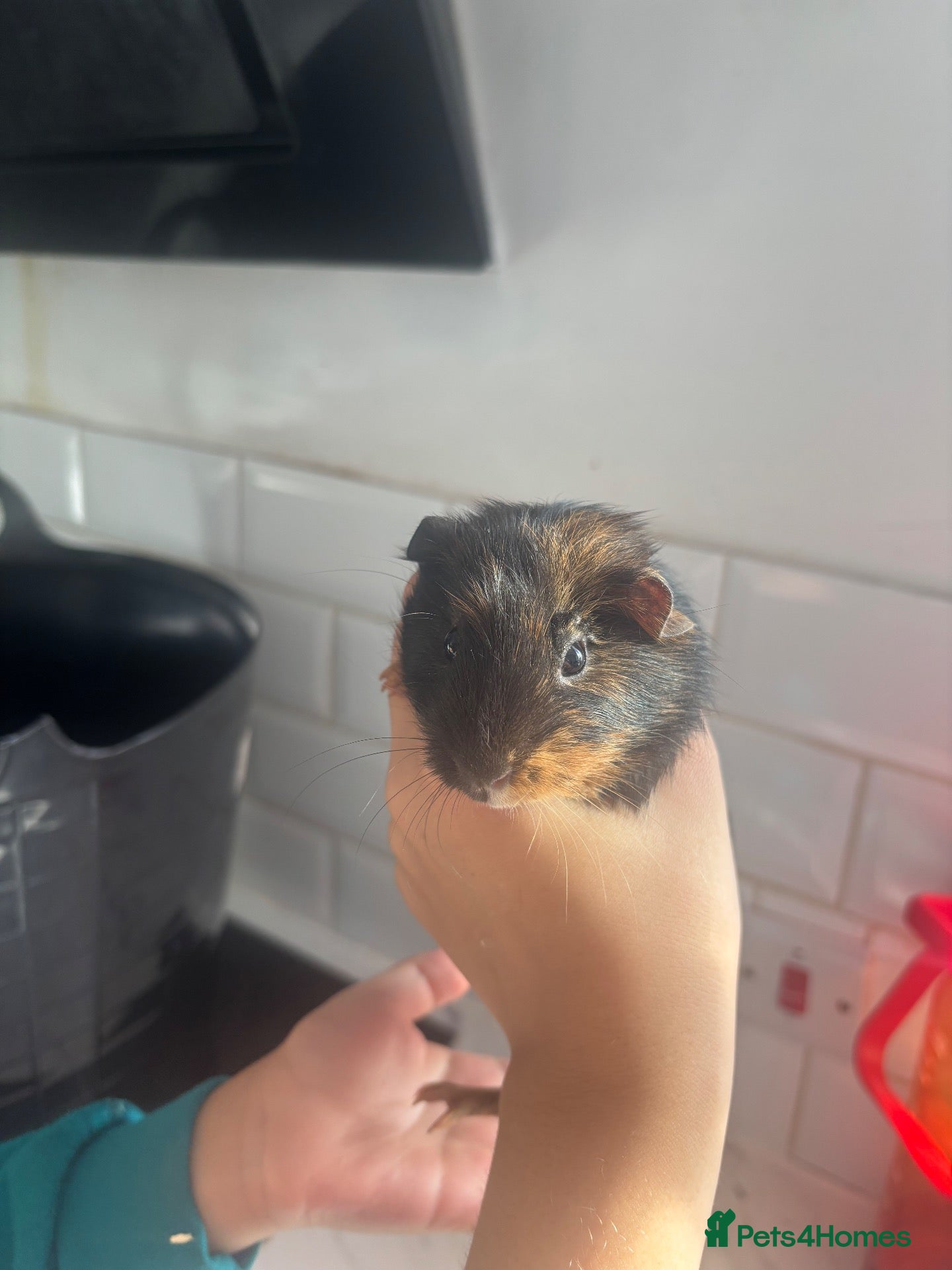 Guinea Pig rodents baby guinea pigs  - Advert 3