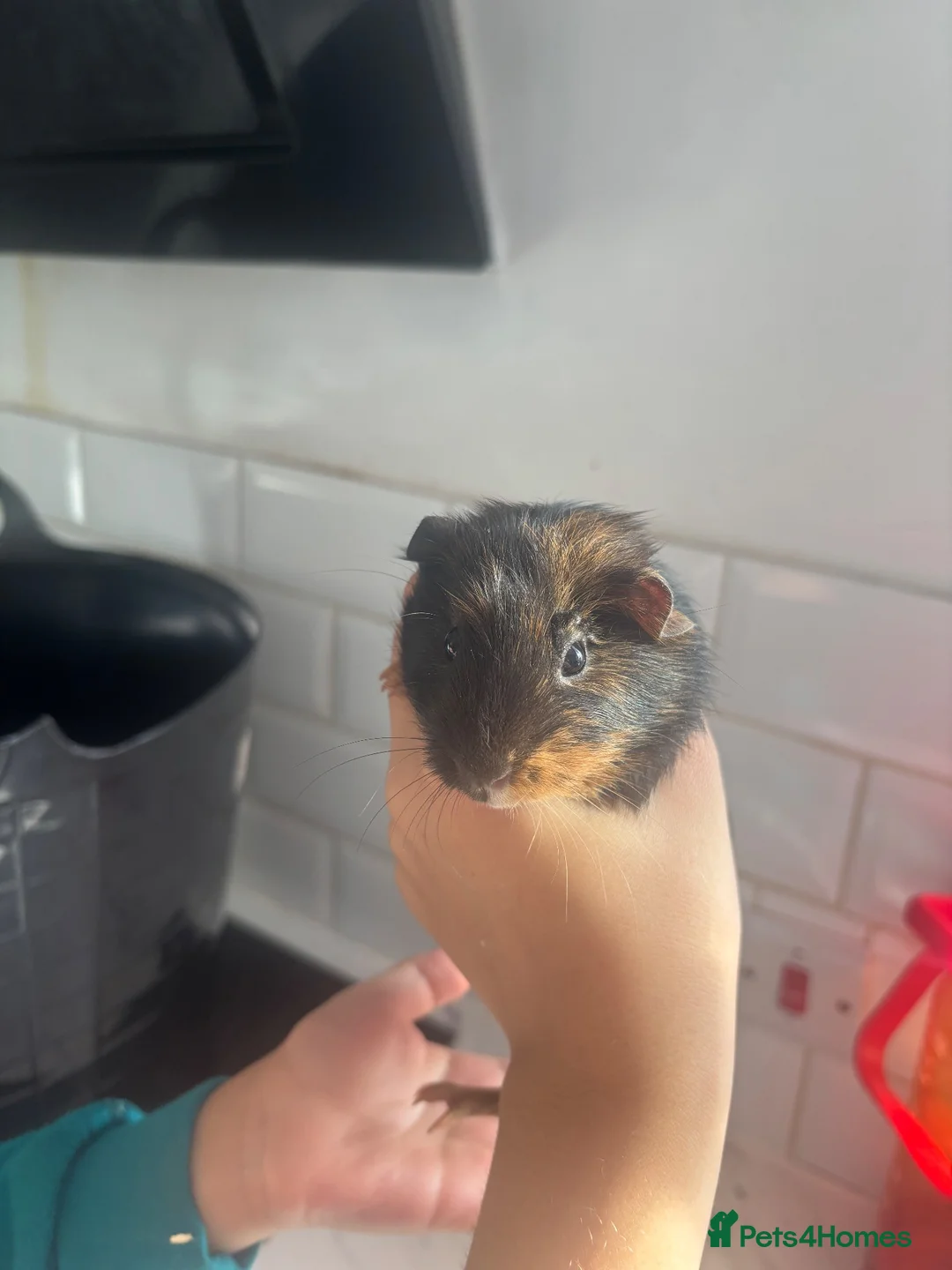 Guinea Pig rodents for sale: baby guinea pigs  - Advert 1