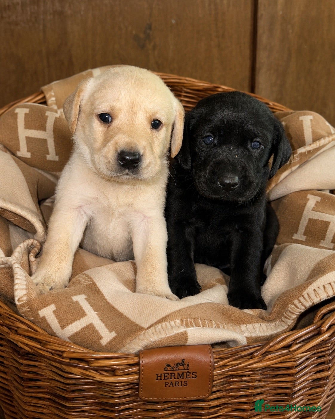 Labrador Retriever dogs Champion Labrador retriever puppies  - Advert 14