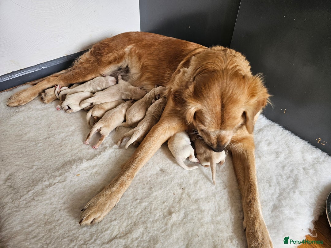 Golden Retriever dogs for sale: Gorgeous KC registered golden retriever puppys - Image 11