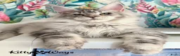 Maine Coon cats for sale: 🐾🦁 HUGE RUSSIAN CHAMPION LINES SILVER BOY 🦁🐾 - Advert 2