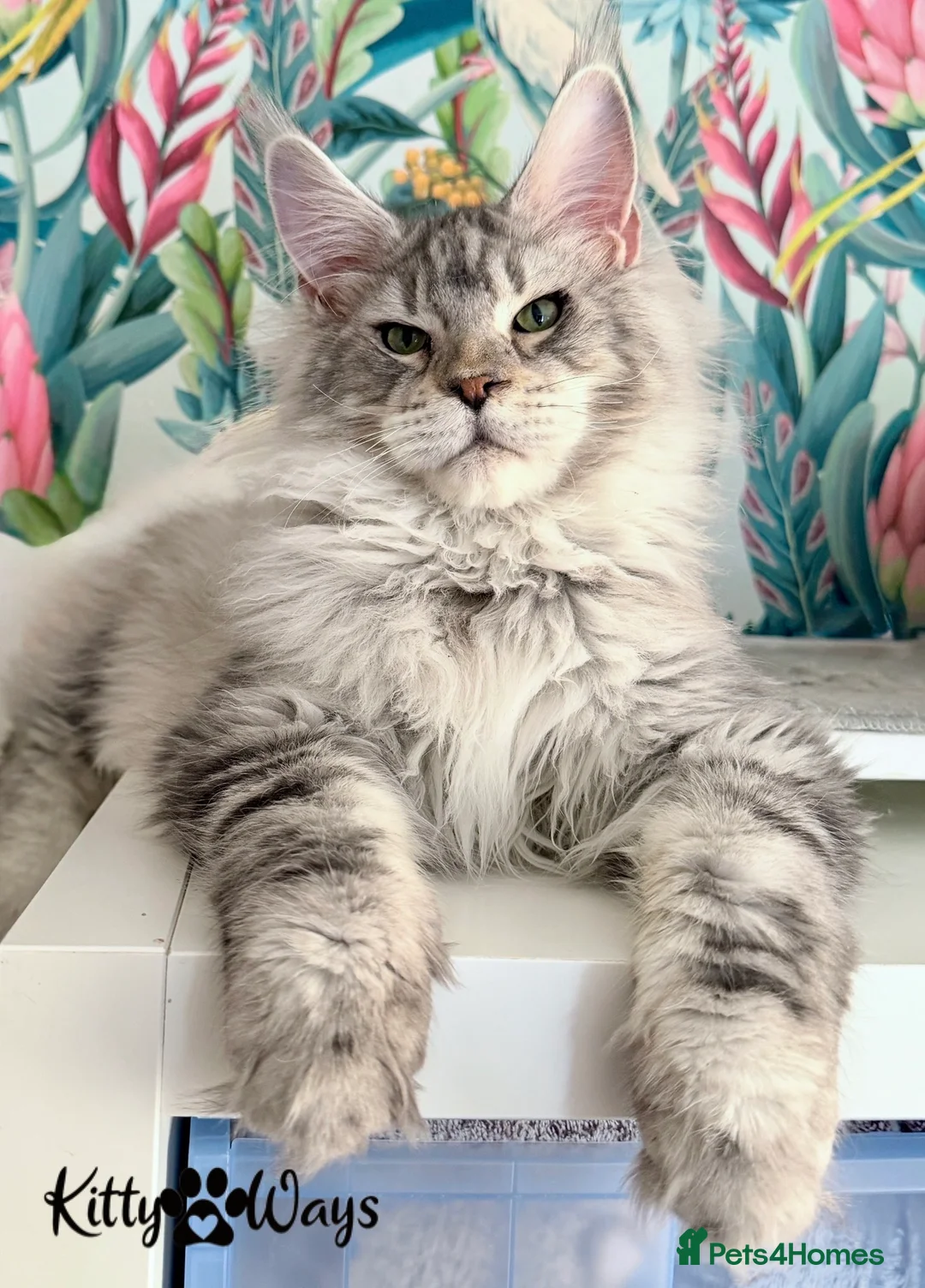 Maine Coon cats for sale: 🐾🦁 HUGE RUSSIAN CHAMPION LINES SILVER BOY 🦁🐾 - Advert 2