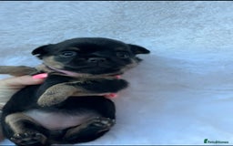 Mixed Breed dogs for sale: Chihuahua × Jack Russell Puppies – KC Reg Dad” - Image 11