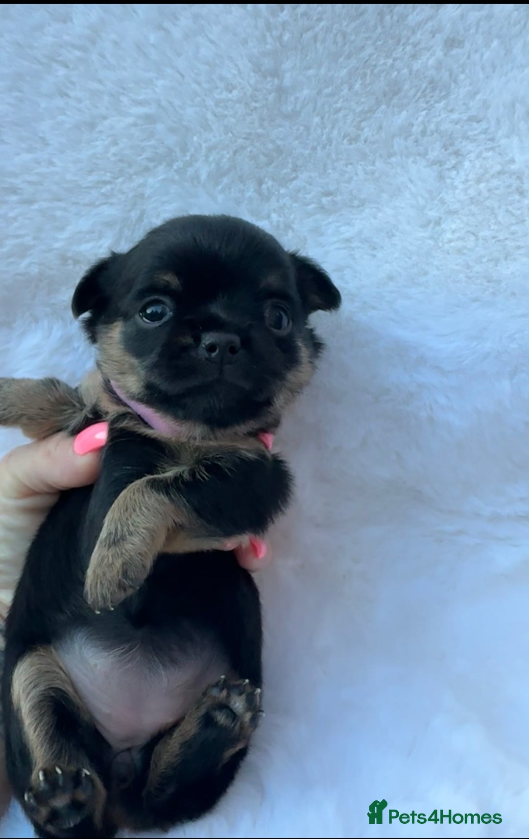 Mixed Breed dogs for sale: Chihuahua × Jack Russell Puppies – KC Reg Dad” - Image 11