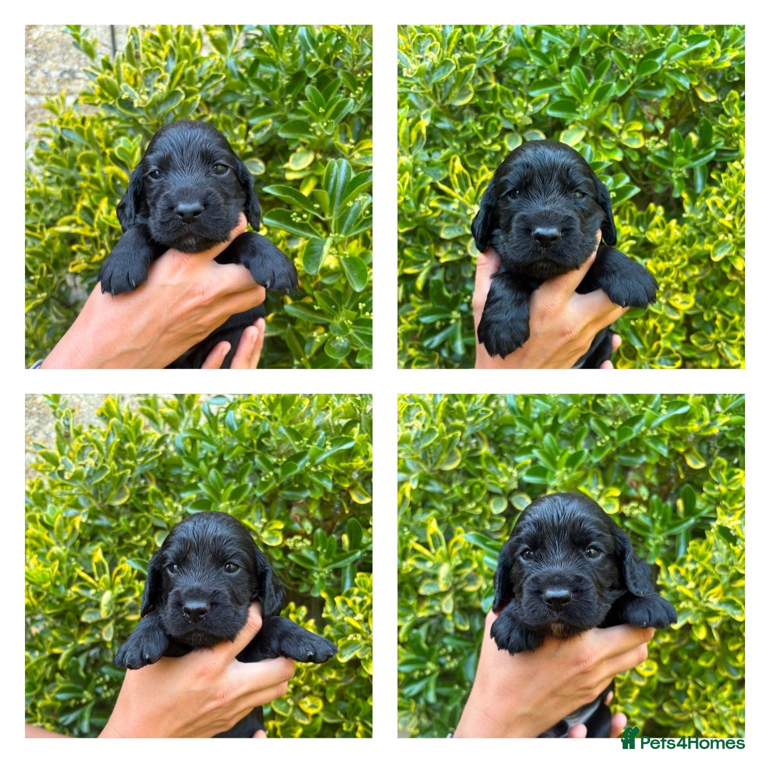Cocker Spaniel dogs 🌻 KC Working Cocker Spaniels 🌻 - Advert 9