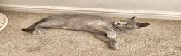 British Shorthair cats for sale: Pedigree Blue British Shorthair girl - Advert 14
