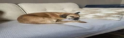 Mixed Breed dogs for sale: Nikita - mixed breed in Ipswich - Advert 6