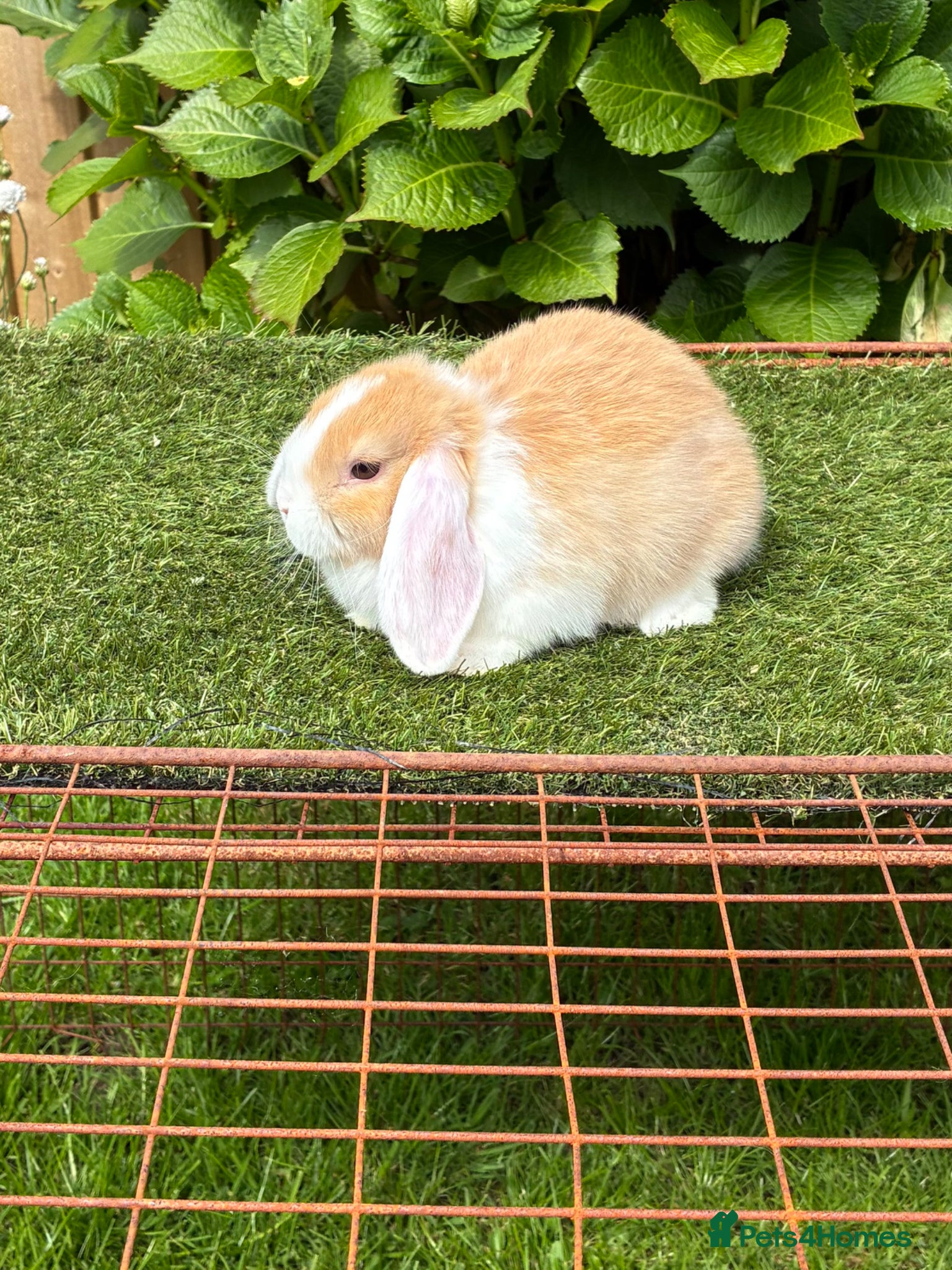 Mini Lop rabbits Pure bred mini lop baby  .  - Advert 2