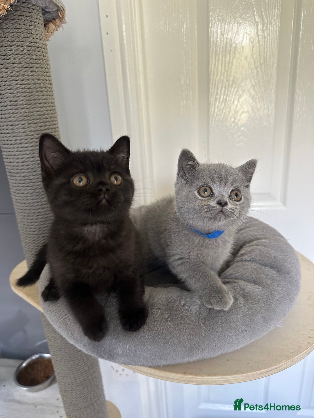 British Shorthair cats for sale: Gccf registered pedigrees kittens - Image 6
