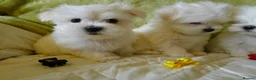 Maltese dogs for sale: KC MALTESE Puppies Males and Female in Bristol - Advert 15