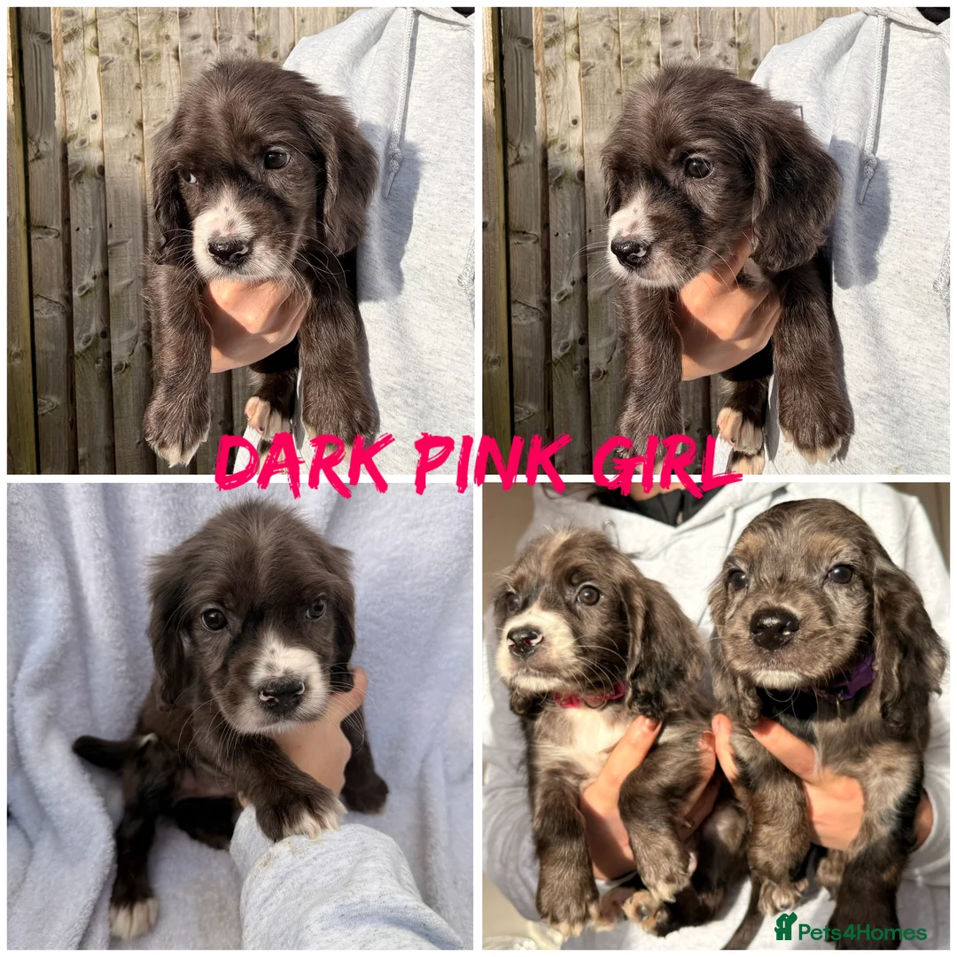 Cocker Spaniel dogs for sale: ⭐️READY TO LEAVE 05/02/26⭐️ - Advert 2