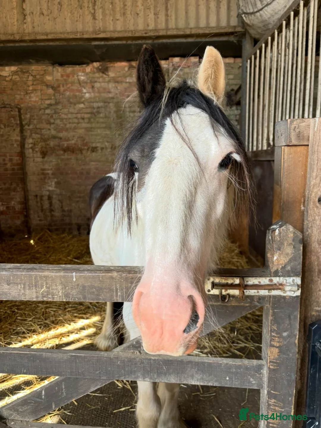 Paint horses for sale: Foot perfect pony  - Advert 5