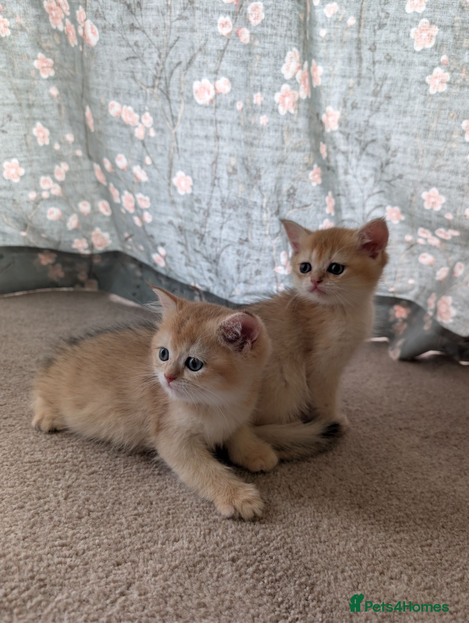 British Shorthair cats Registered Black Golden Shaded British Shorthairs  - Advert 1
