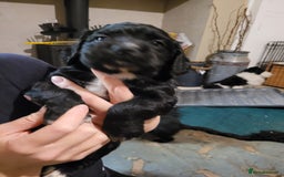 Cocker Spaniel dogs for sale: Working gundog cocker spaniel pups - Image 5
