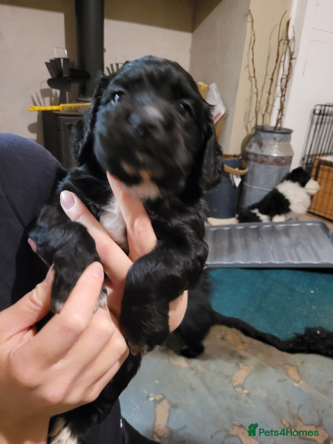 Cocker Spaniel dogs for sale: Working gundog cocker spaniel pups - Image 5