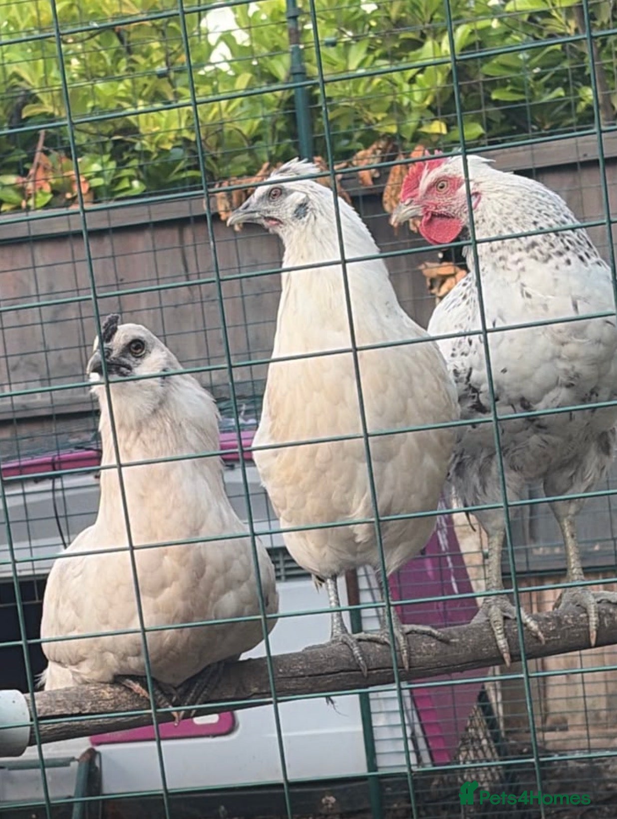 Chickens poultry Zombie chickens, cross and pure bread Roosters - Advert 1