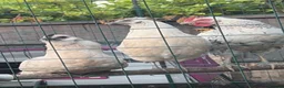 Chickens poultry for sale: Zombie chickens, cross and pure bread Roosters - Advert 1