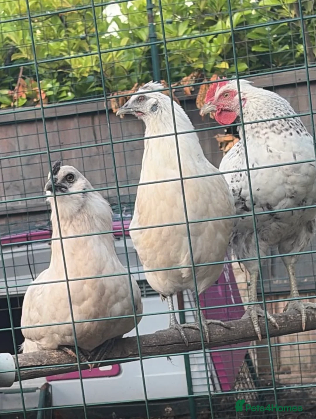 Chickens poultry for sale: Zombie chickens, cross and pure bread Roosters - Advert 1