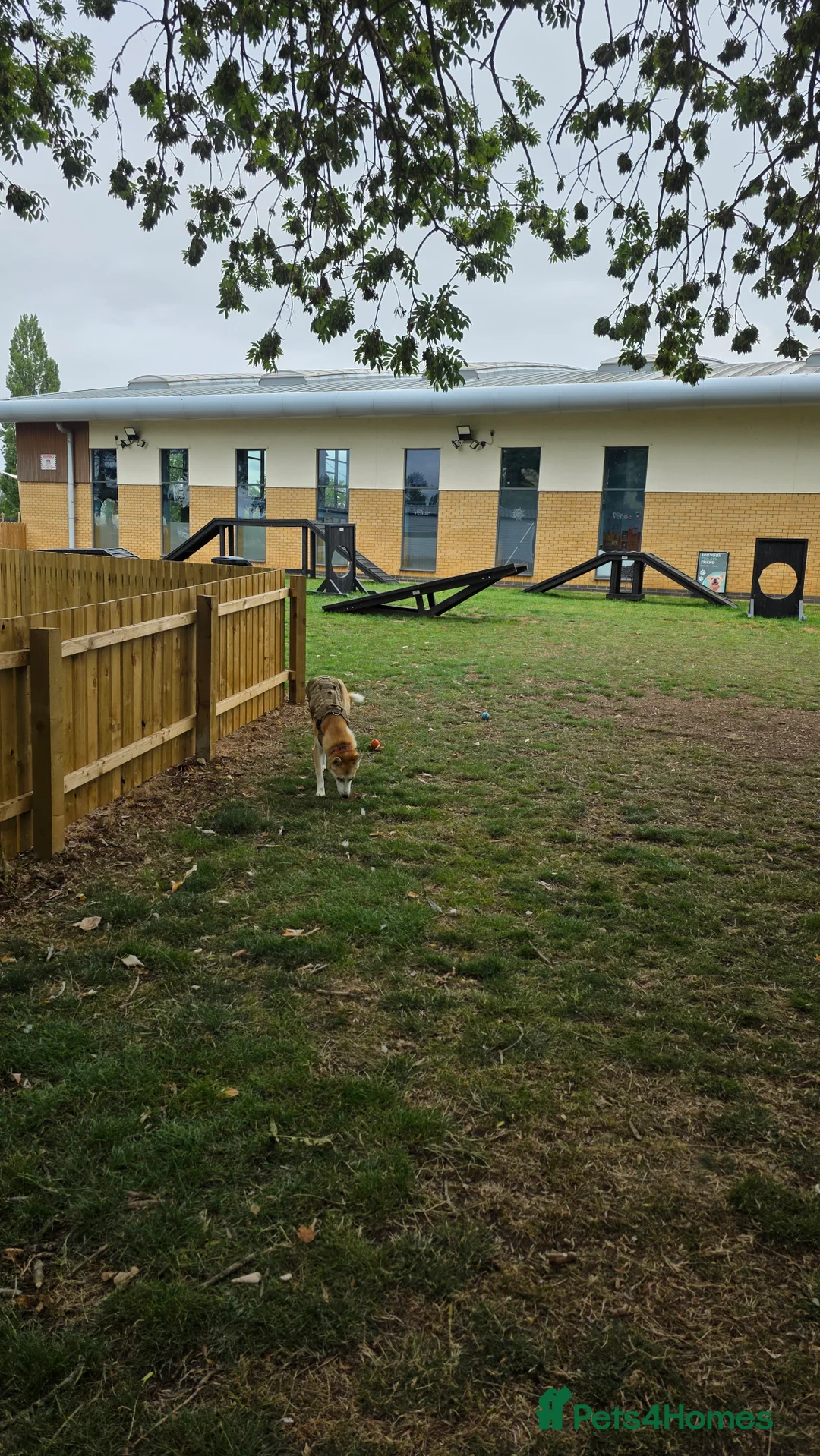 Mixed Breed dogs for sale: 18month ginger husky/collie boy - Advert 10