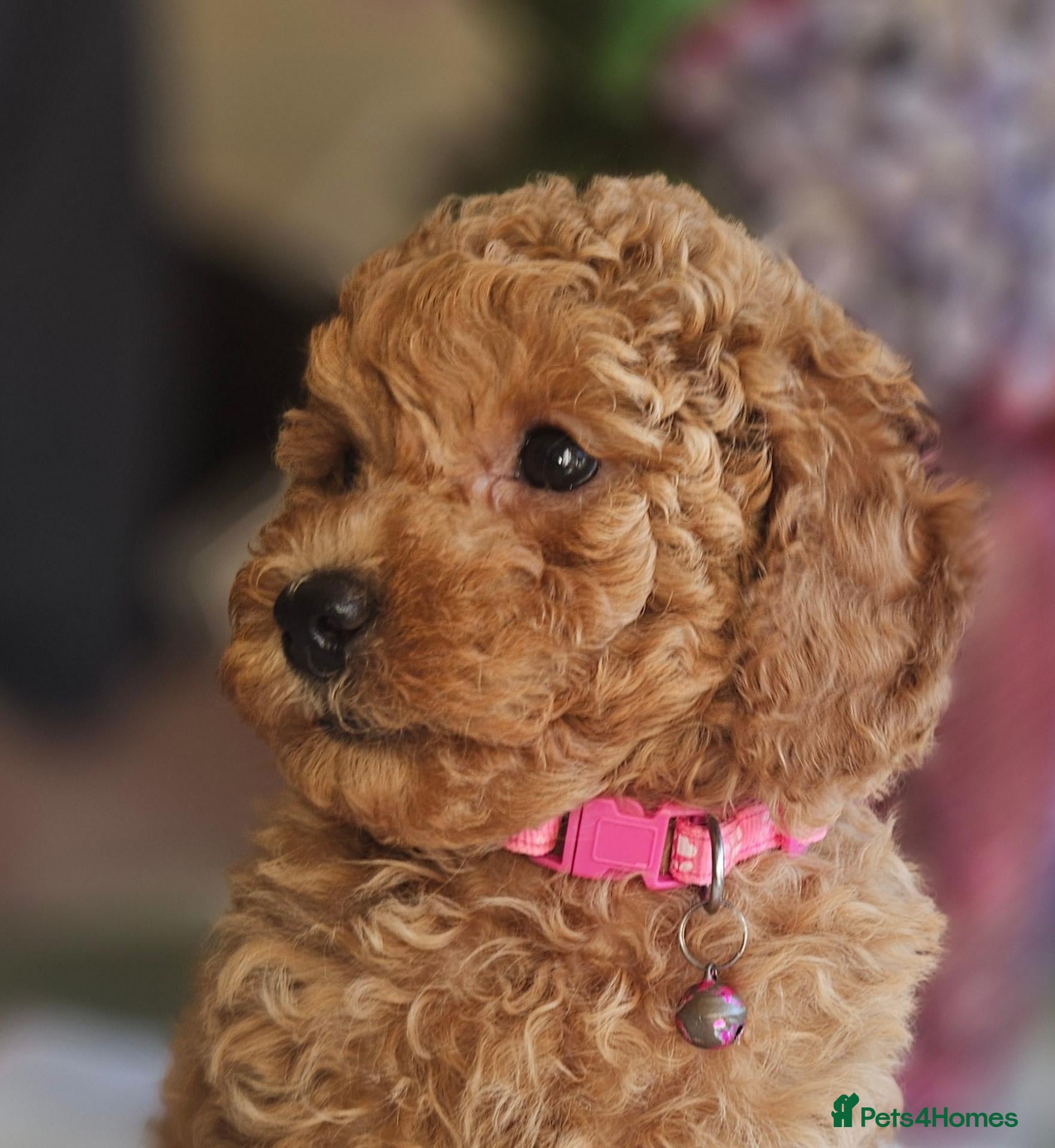 Toy Poodle dogs Ready Friday!Licensed breeder , kc toy poodle Girl - Advert 1