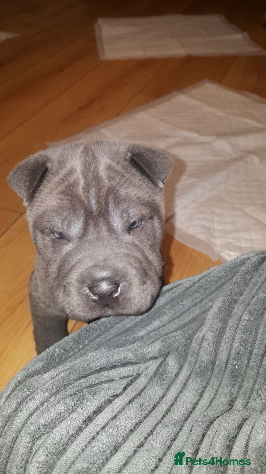 Gallery Image {{count}}