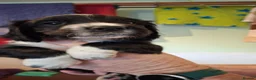 Sprocker dogs for sale: Sprocker puppies for sale  in Thornhill - Advert 5