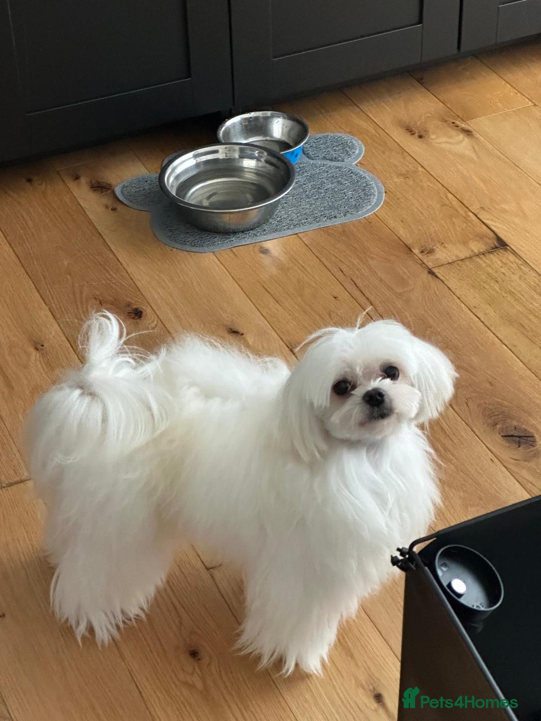 Maltese dogs for stud: PURE MALTESE STUD in Glasgow - Advert 2