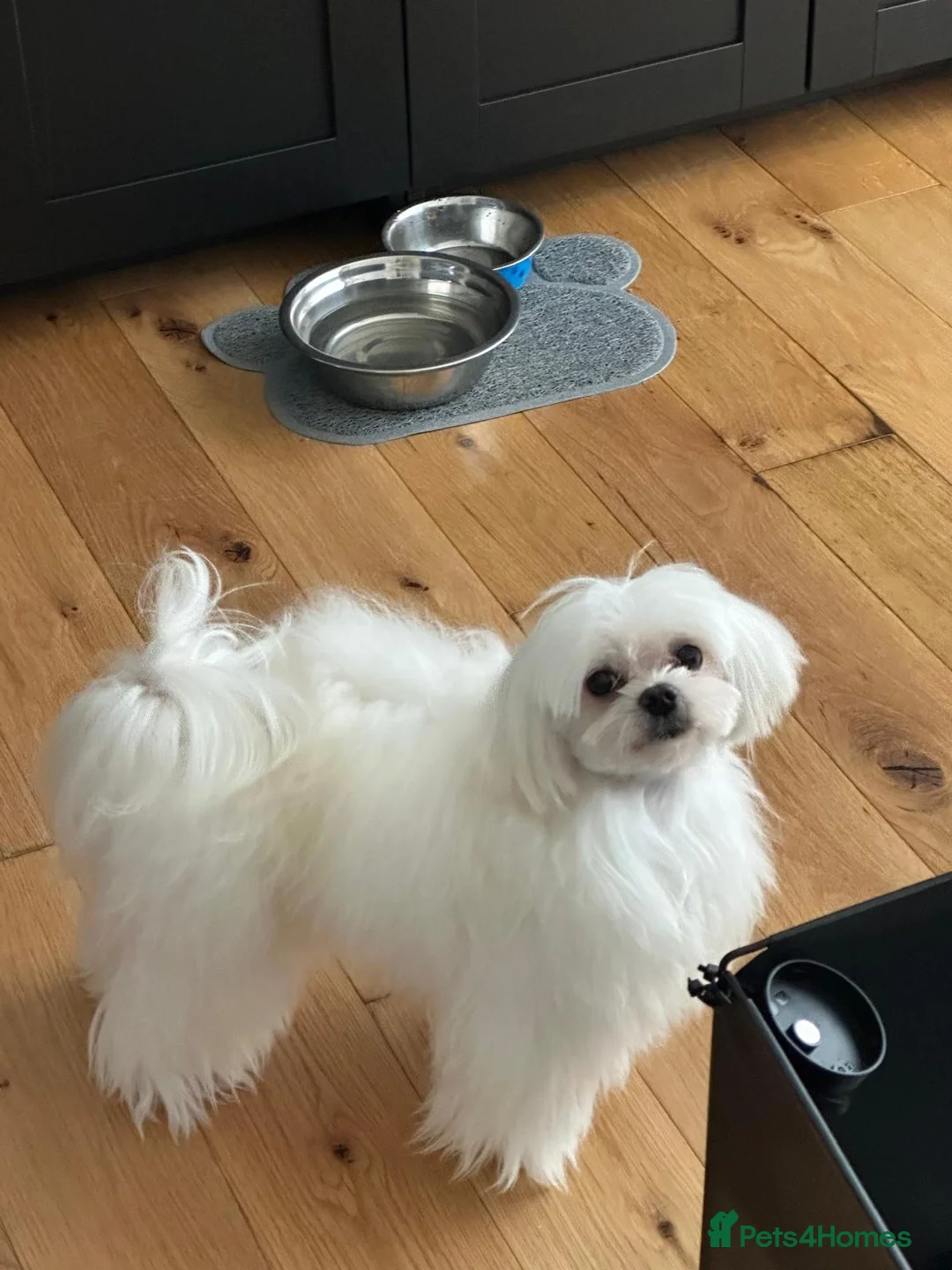 Maltese dogs for stud: PURE MALTESE STUD in Glasgow - Advert 2