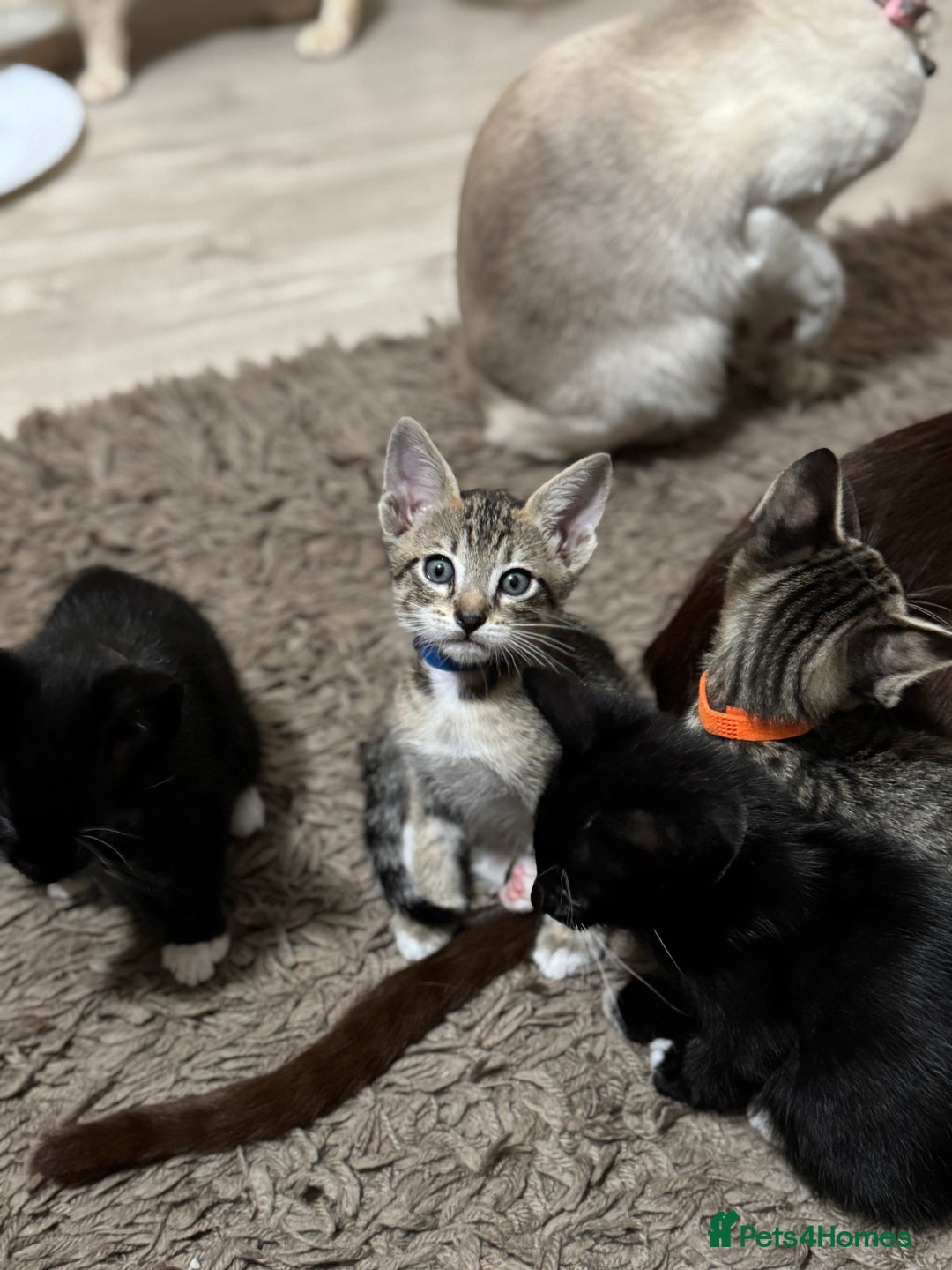 Mixed Breed cats for sale: Sweet kittens for sale  - Advert 7