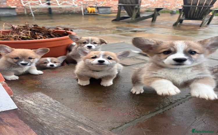 Welsh Corgi Pembroke dogs Captivating Corgis - Advert 2