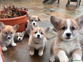 Welsh Corgi Pembroke dogs Captivating Corgis - Advert 4