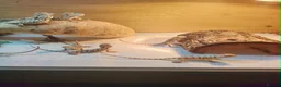 Bearded Dragon reptiles for sale: baby bearded dragon in Leicester - Advert 5