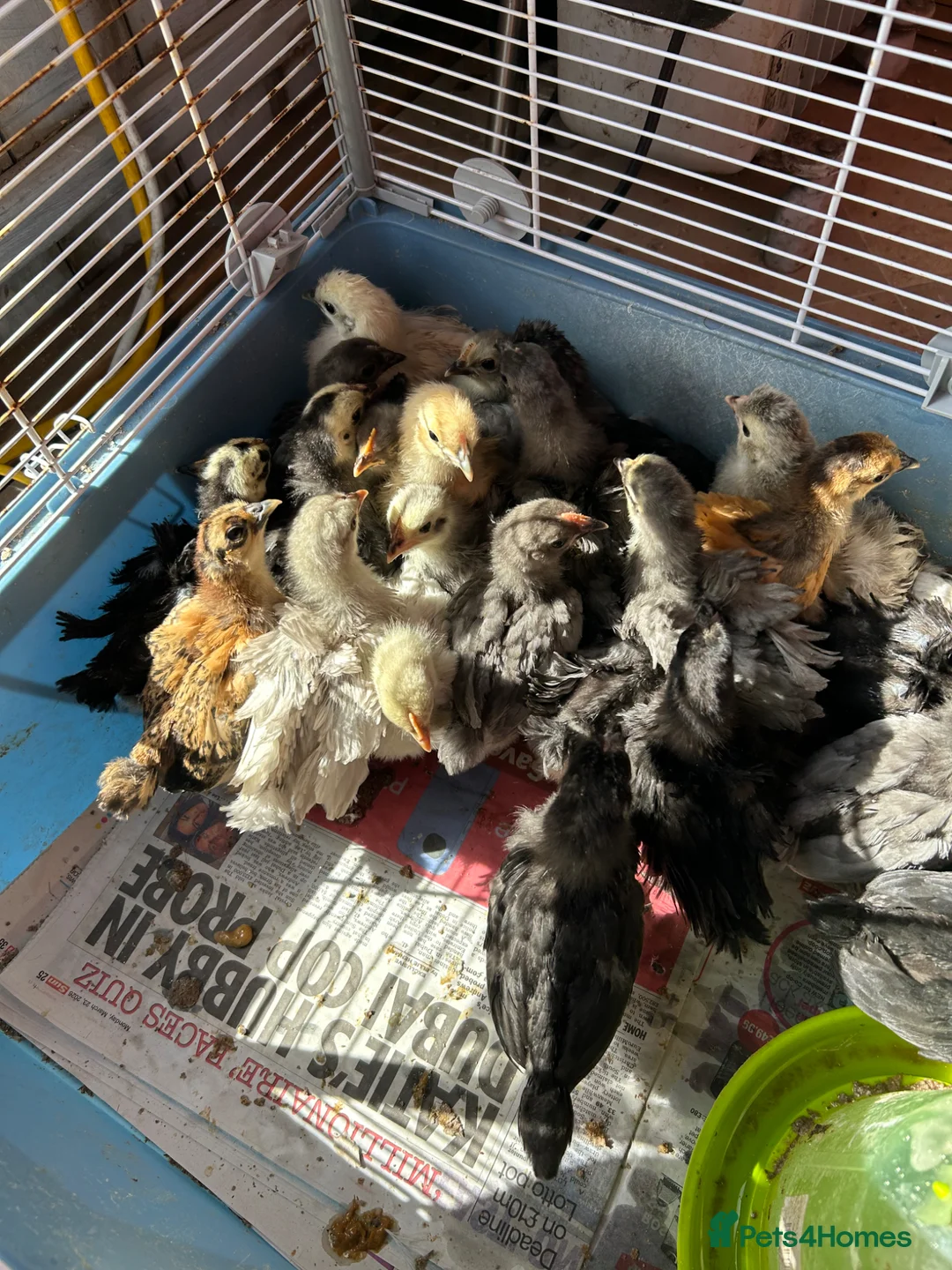 Chickens poultry for sale: Bantams  - Advert 1