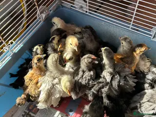 Chickens poultry Bantams - Advert 2