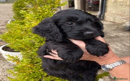 Cockapoo dogs for sale: COCKERPOOS HEALTH TESTED PARENTS - Image 4