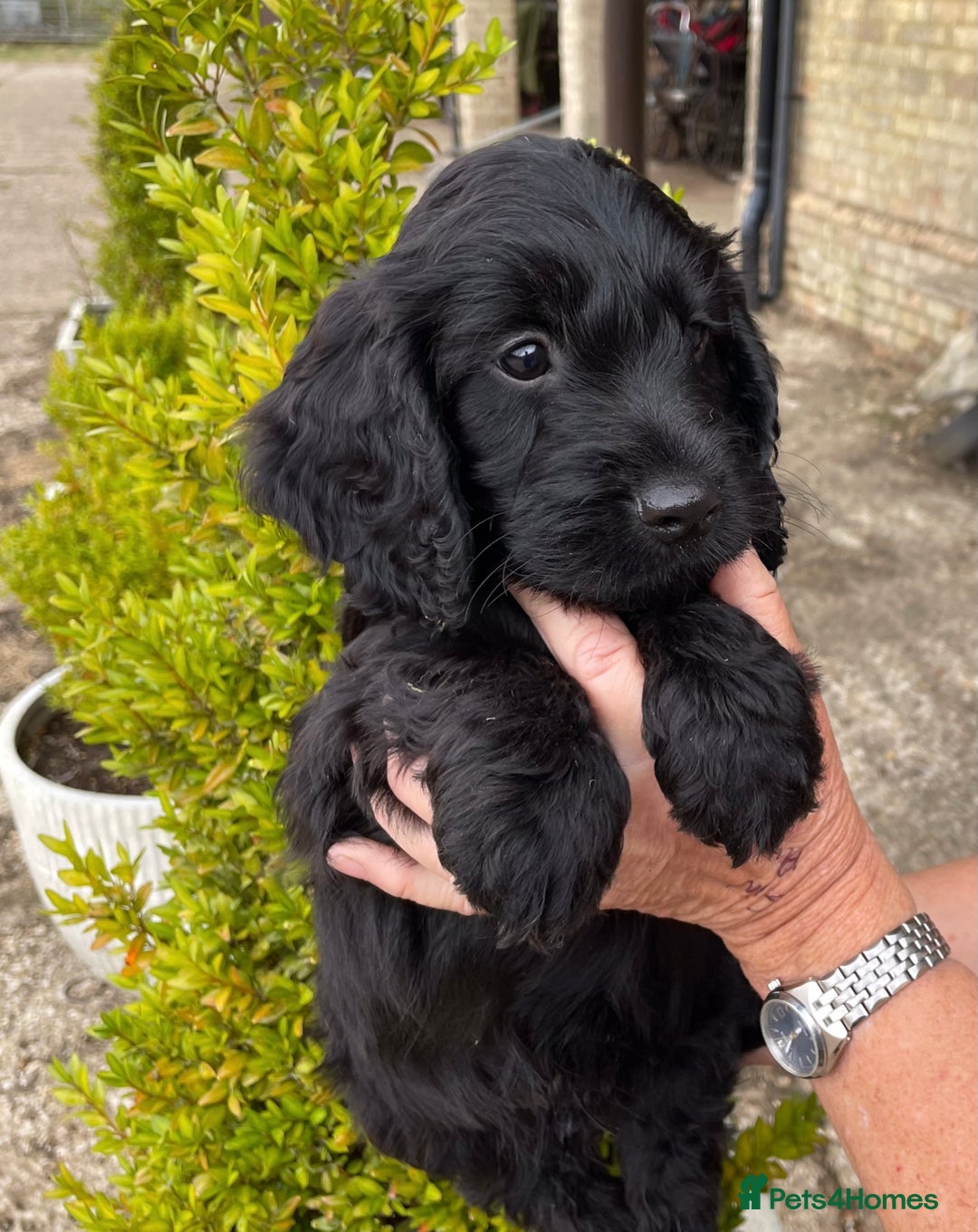 Cockapoo dogs for sale: COCKERPOOS HEALTH TESTED PARENTS - Image 4