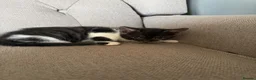Mixed Breed cats for sale: Gorgeous Playful Kittens - Advert 7