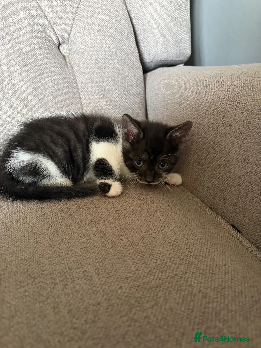 Mixed Breed cats for sale: Gorgeous Playful Kittens - Advert 7