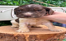 Cocker Spaniel dogs for sale: 🌟 cocker spaniel puppies 🌟 - Image 3