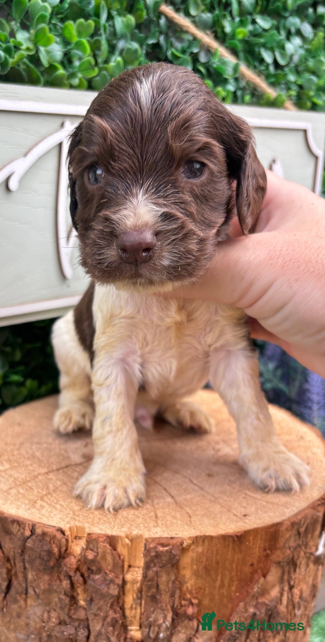 Cocker Spaniel dogs for sale: 🌟 cocker spaniel puppies 🌟 - Image 3