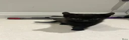 Mixed Breed cats for sale: 😍 3 Adorable Black & Tuxedo Kittens 🐈‍⬛💕 - Advert 7