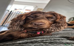 Cocker Spaniel dogs for stud: KC DNA CLEAR PROVEN STUD - Image 5