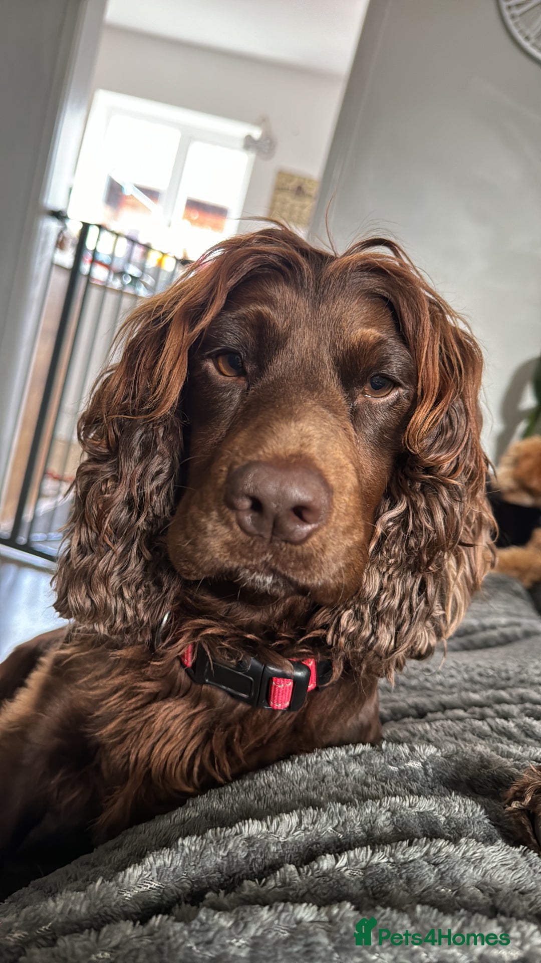 Cocker Spaniel dogs for stud: KC DNA CLEAR PROVEN STUD - Image 5
