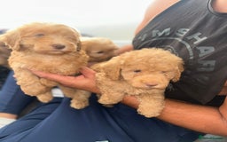 Cockapoo dogs for sale: 8 weeks old beautiful Cockapoo puppies  - Image 30