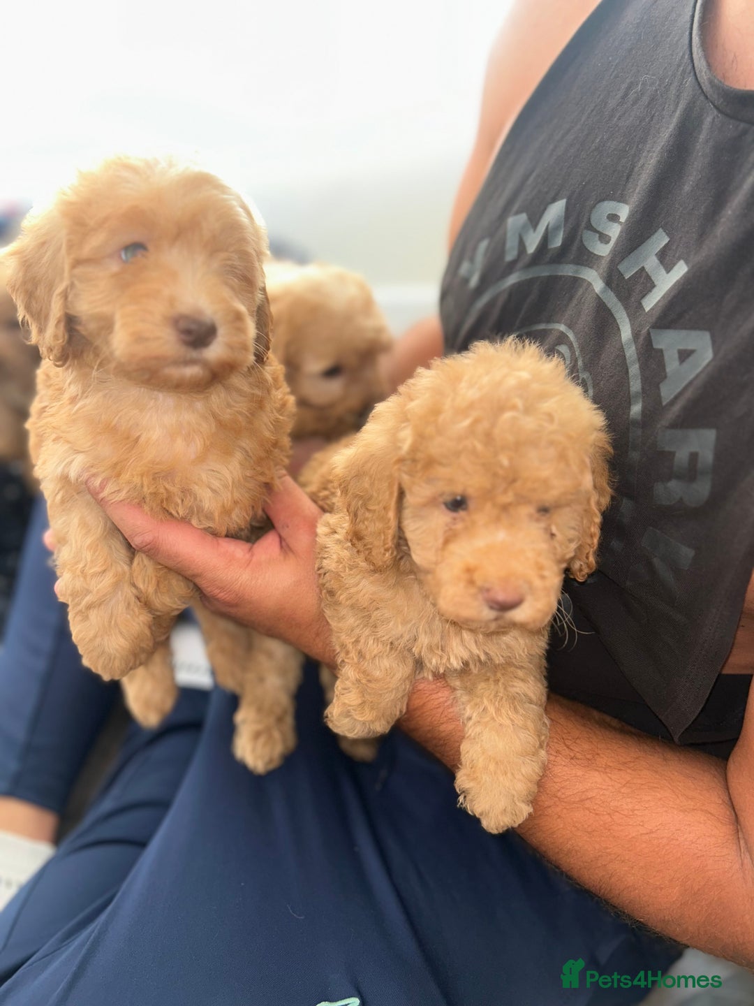 Cockapoo dogs for sale: 8 weeks old beautiful Cockapoo puppies  - Image 30