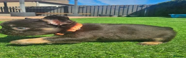 Orange collar