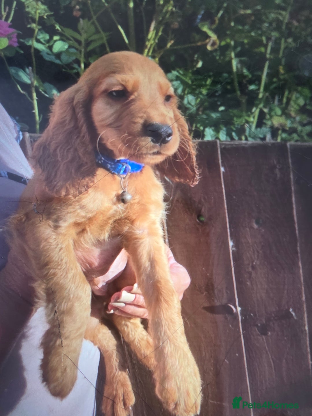 Cocker Spaniel dogs for sale: Cocker spaniel puppy's for sale  - Image 9